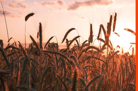BUND: EU-Agrarsystem