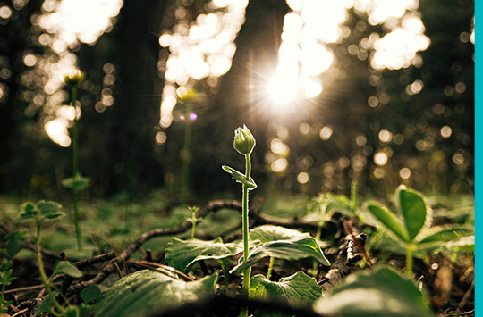 Wie Boden entsteht: Die Kräfte der Natur und das Leben, das ihn formt