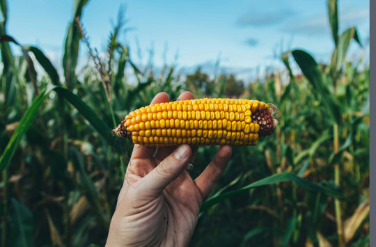 EU will Genschere Crispr/Ca lockern